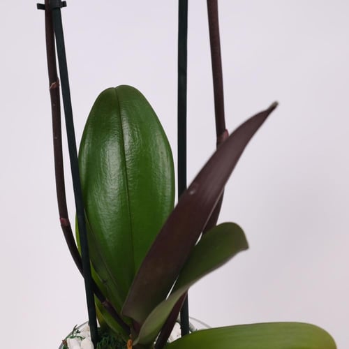 فازة نبتة الاوركيد البيضاء