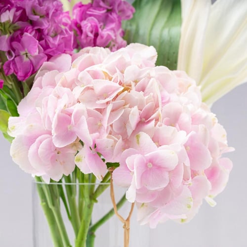 فازة اناقة الليليوم