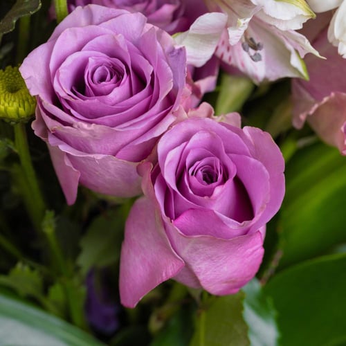 باقة انسجام الربيع الدافئ