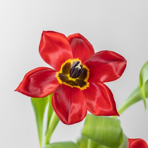 فازة حفلة الحب