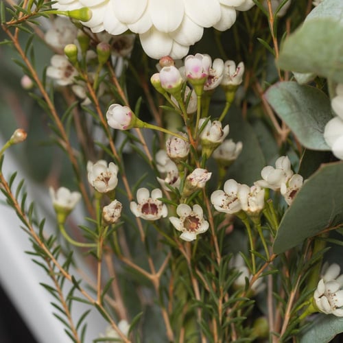 باقة ندى الغابة الساحر