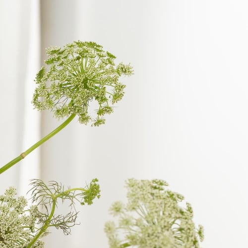 فازة همس الخزامى