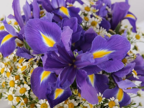 فازة ايرس مع الشوكولاتة