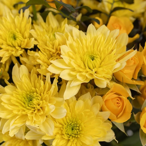 فازة ميلودي الكرز