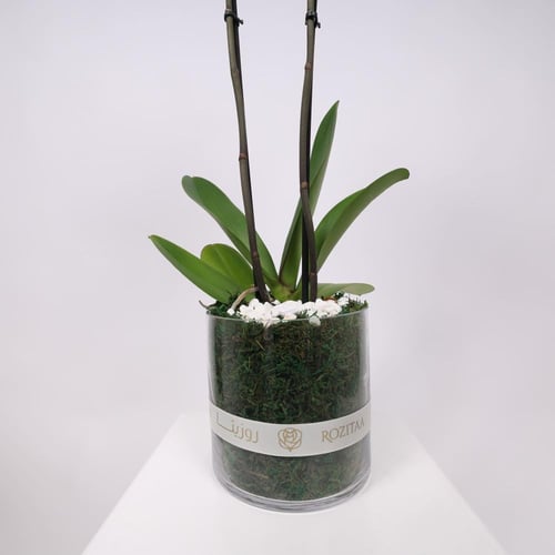 فازة نبتة الاوركيد البيضاء