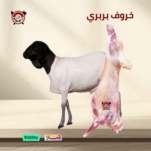 خروف بربري 7 - 8 كيلو لباني