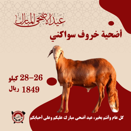 أضحية خروف سواكني مرابي 26 - 28 كيلو
