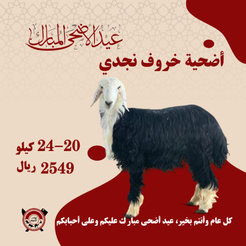 أضحية نجدي جبر ( بلدي ) 20 - 24 ك ذبح وتجهيز وتوصي...