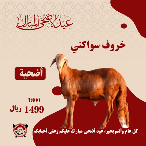 أضحية خروف سواكني مرابي 19 - 22 كيلو