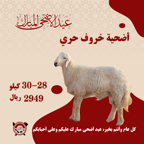 اضحية خروف حري وزن 28-30 كيلو ذبح وتجهيز وتوصيل سر...