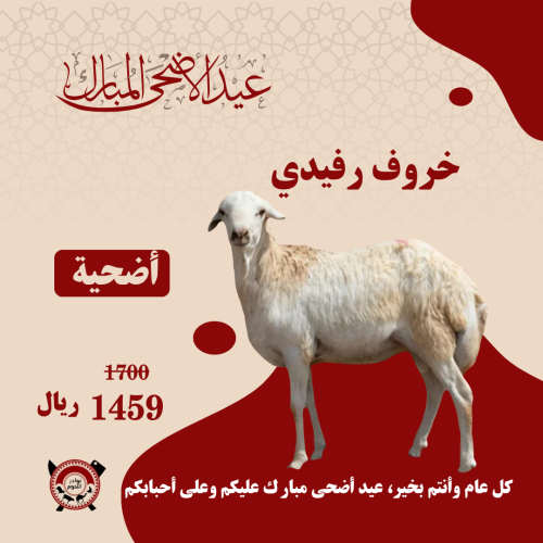 أضحية خروف رفيدي 16 _ 18 كيلو