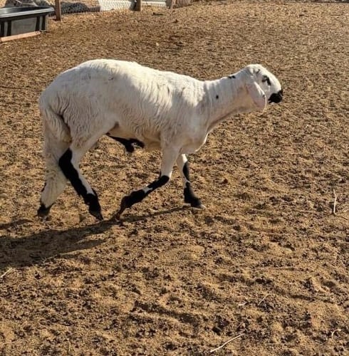 سويكني تربية محلي