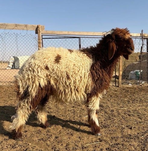 نصف خروف جذع نعيمي