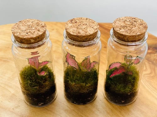 نبتة زجاجية