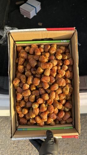 سكري جلكسي - فاخر