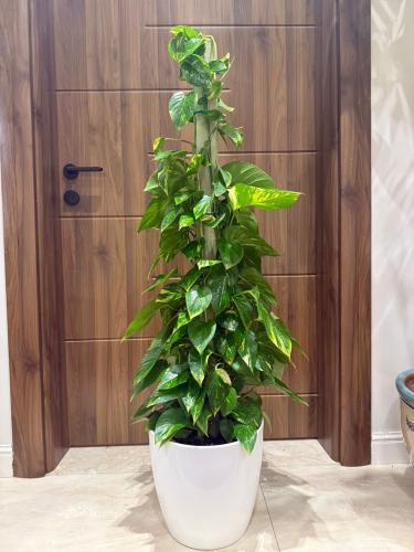 بوتس عامود ١٥٠ سم مع مركن بلاستك