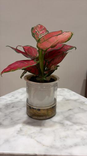 اجلونميا بنك في حوض بلاستك بالماء