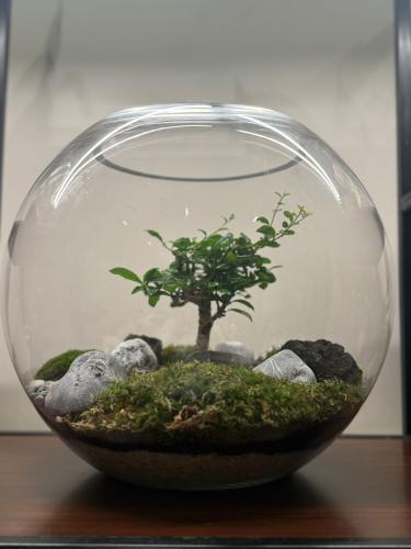 غابة البونساي حجم كبير XXL