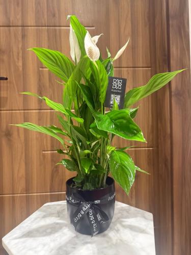 نبتة الاشرعة البيضاء في مركن سرميك اسود