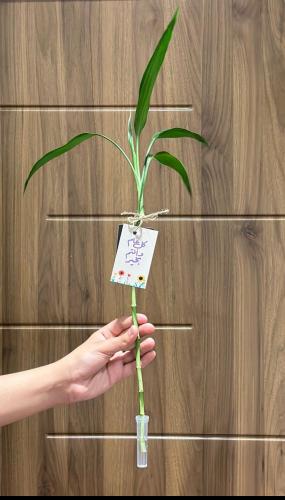 عود بامبو 50 سم