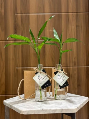 توزيعات اعواد البامبو