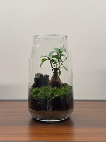 غابة البونساي حجم صغير