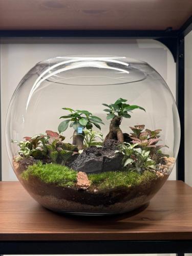 غابة مكس حجم كبير XL