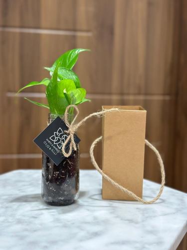 توزيعات نبات البوتس مع كرتون حامل