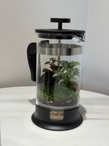 حديقة مصغرة بداخل إبريق بالفرنش برس مقاس صغير