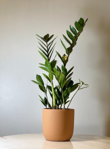 زاميا مع مركن سرميك صناعة يدوية