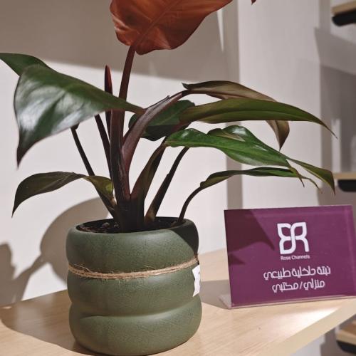 نبتة فيلوديندرون
