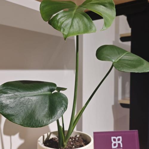 نبتة مونستيرا