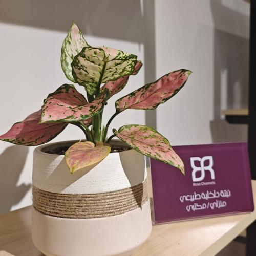 نبتة اجلونيما