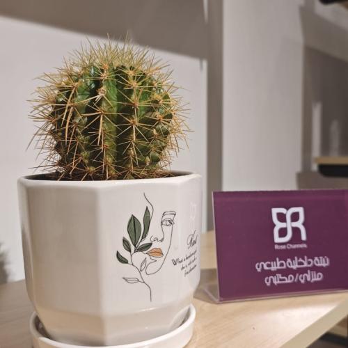 نبتة صبار