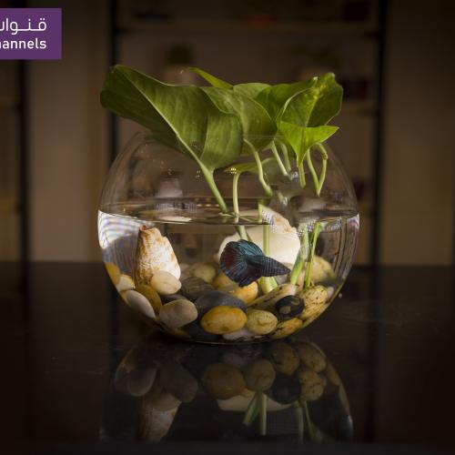 حوض سمك صغير -RC403