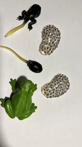 مجسمات دورة حياة الضفدع