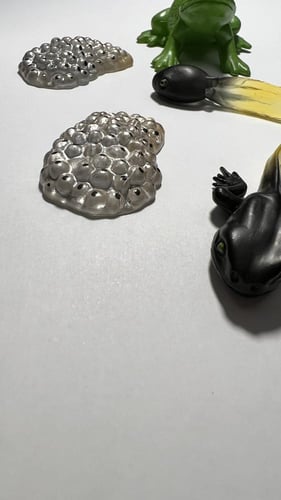 مجسمات دورة حياة الضفدع