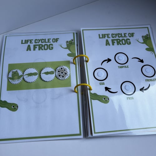 ملزمة دورة حياة الحيوانات بالإنجليزي