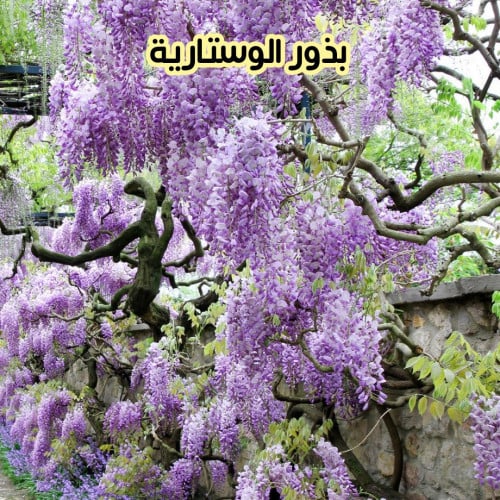 بذور الوستارية