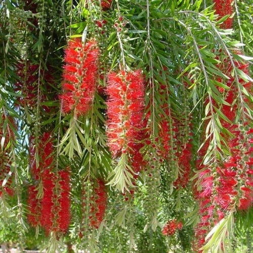 بذور فرشاة الزجاج