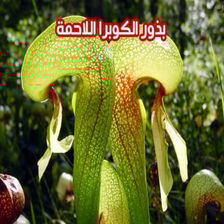 بذور الكوبرا اللاحمة