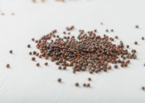 بذور الجرجير