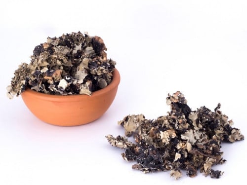 عشبة الشيبة فرط