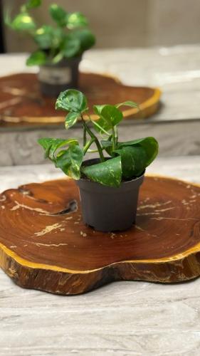 نبتة شتلات بوتس صغيرة