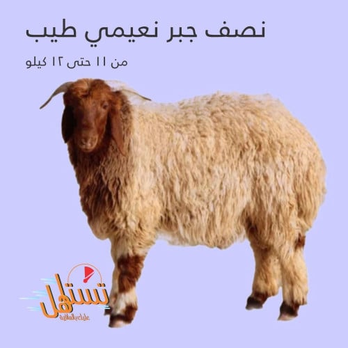 نص جبر نعيمي طيب من11 كيلو حتى 12 كيلو