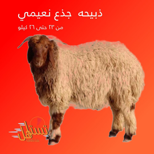 ذبيحه جذع نعيمي من 23 حتى 26 كيلو