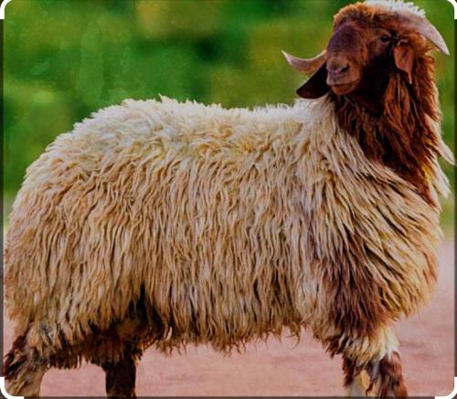 نعيمي جبر فاخر ناهي العمر 8 شهور الوزن 28