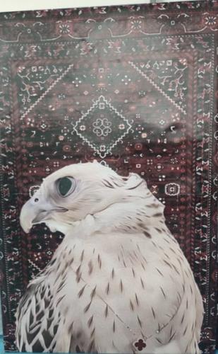 صورة صقر , صورة زينة