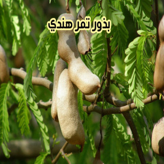 بذور تمر هندي