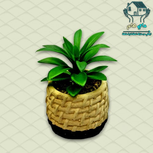 نبات الصبار الصناعي بحوض حجري، 8*11 سم